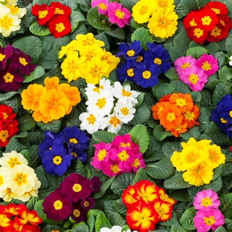 Примула Аккорд, смесь - купить семена примулы в Украине | FLORIUM.UA