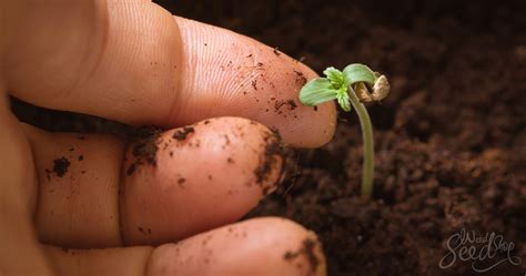 How To Grow Great Cannabis With Recycled Organic Living Soil Weedseedshop