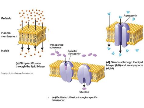 Facilitated Diffusion Diagram Pearson