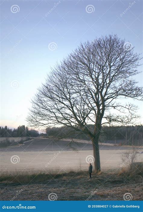 Man Under A Naked Tree In Misty Agricultural Landscape Stock Image Image Of Agricultur Misty