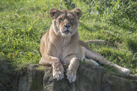 Big Cats Lions Lioness Glance Hd Wallpaper Rare Gallery