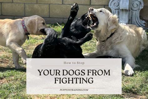 how to keep my dogs from fighting