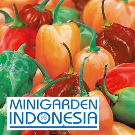 Jual Benih Cabai PAPRIKA PEPPER HOT HOTSCOTCH BIJI Bibit Sayur Cabai Cabe Import F