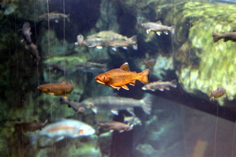 Brook Trout Great Lakes Aquarium