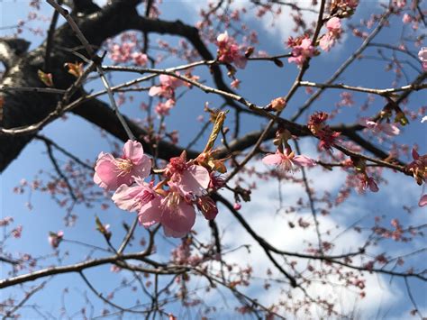 3月になりました横浜やすらぎの郷霊園 2017年03月02日