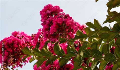 Panicule De Fleurs Du Lilas D T Rose Fuchsia Ou Lilas Des Indes