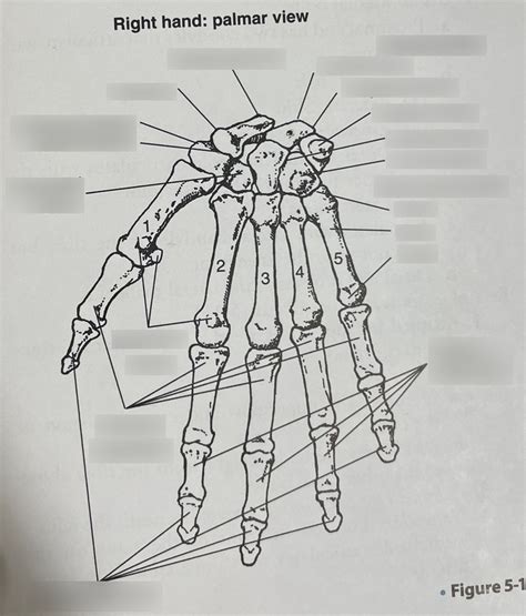 Right Hand Palmar View Diagram Quizlet