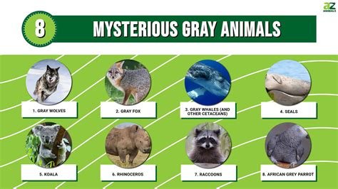 Top 8 Mysterious Gray Animals - A-Z Animals