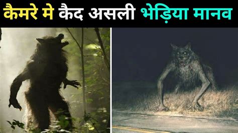 कैमरे मे कैद असली भेड़िया मानव । Real Werewolf Top Real Werewolf Video In Hindi Real Werewolf