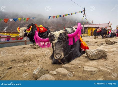 Yak Animals Used For Tourist Ride Near Tsomgo Changu Lake East Sikkim