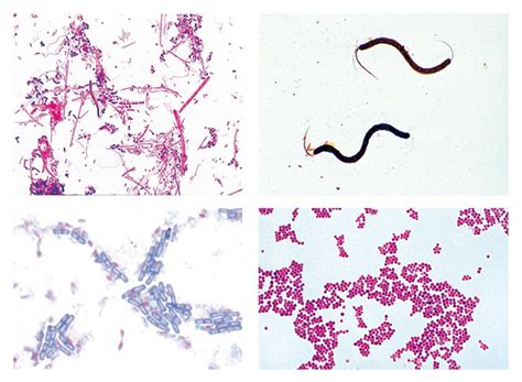 Bacteria Slide Set Basic Flinn Scientific