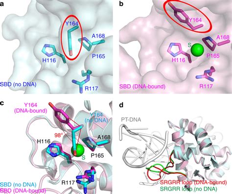 Scomcra Sbd Undergoes Conformational Change Upon Recognition Of Pt Dna