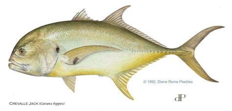 Jack Crevalle | Reel Florida Fishing Charters