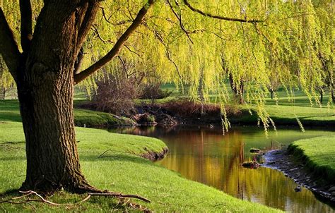 Yellow Willow Tree