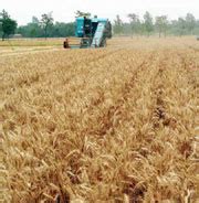 Bumper Wheat Crop Boosts Confidence