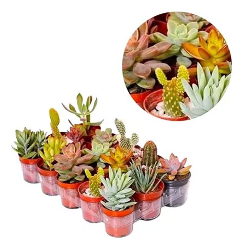 Plantas Suculentas Mudas Coloridas Kit C F Cil Cultivo