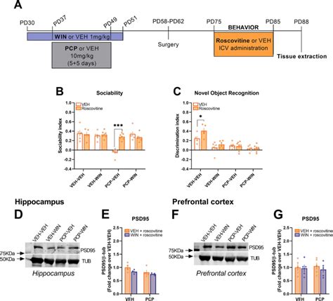 Effects Of The Cdk Inhibitor Roscovitine In Mice A Adolescent Mice