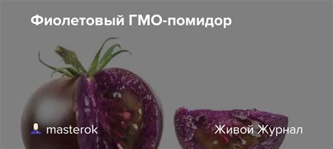 Фиолетовый ГМО-помидор: masterok — LiveJournal