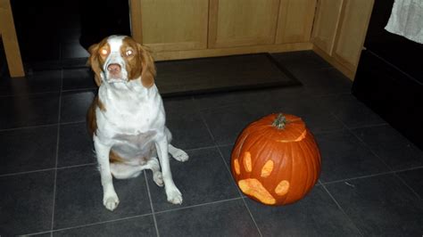 Phoenix's First Pumpkin Carving. October 2014 | Brittany dog, Cute dogs ...