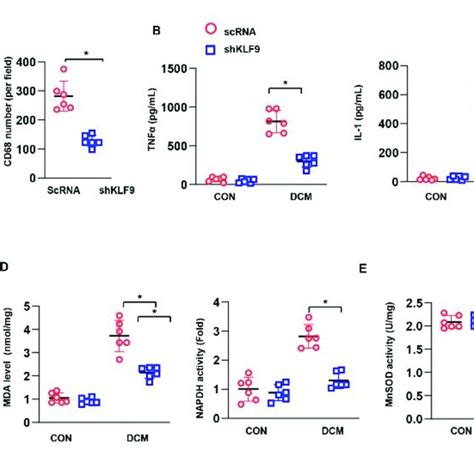 KLF9 Knockdown Ameliorates Inflammation And Oxidative Stress In DCM