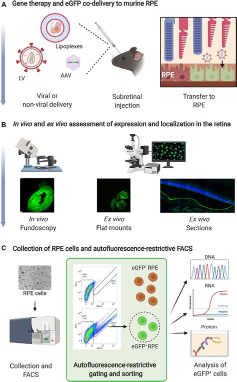 Frontiers Simple Autofluorescence Restrictive Sorting Of Egfp Rpe