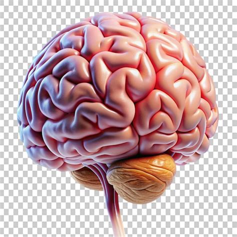 Images De Cerveau Transparent T L Chargement Gratuit Sur Freepik