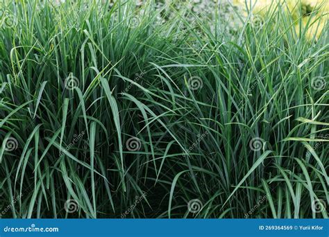 Pandan Leaf This Plant Is Called Pandan Leaves Or Ramba Stock Image