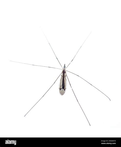 Schnake Am Fenster Tipula Sp Crane Fly On Window Tipula Sp Stock