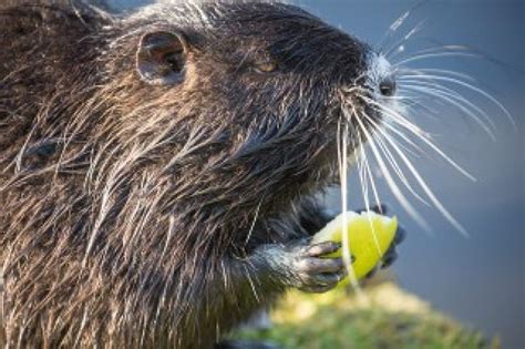 Muskrats Helpful Information About The Muskrat