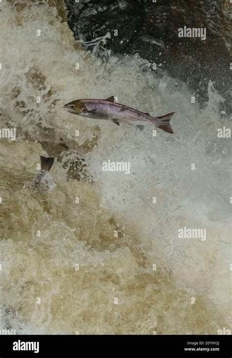 Atlantic Salmon Salmo Salar Migrating Up The River Almond Perth