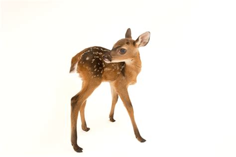 Chiriqui White Tailed Deer Fawn Odocoileus Virginianus Chiriquensis