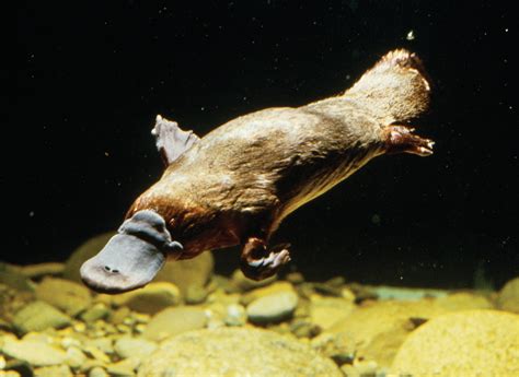 Platypus, The Egg-Laying Mammal | Amazing Creatures