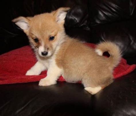 Pembroke Welsh Corgi Puppies for Adoption - New Orleans - Animal, Pet