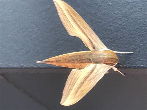 This moth on my front porch (North Alabama) : moths