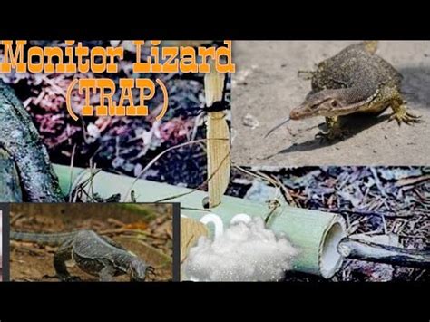 MONITOR LIZARD Trap YouTube