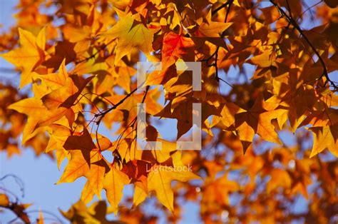 Fall leaves on sweet gum tree. autumn, fall,... — Photo — Lightstock