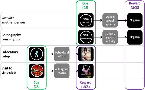 Visual Sexual Stimuli Vss Act As Cues In Real Life But Rewards In Download Scientific