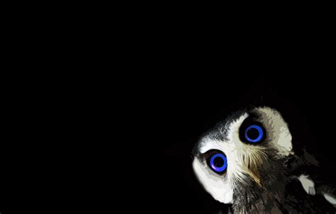 Black Owl Wallpapers - Wallpaper Cave