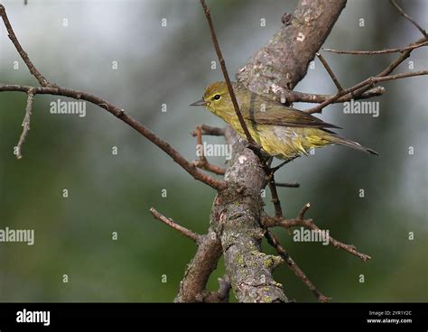 Orange Crowned Warbler Leiothlypis Celata Stock Photo Alamy