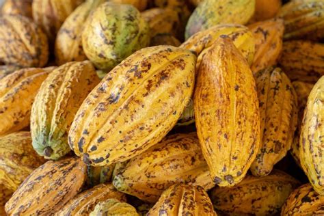 Cacao Fruit Raw Cacao Beans And Cocoa Pod Background Stock Photo