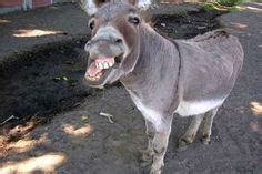 The donkey also has this genetic abnormality, although it looks very ...