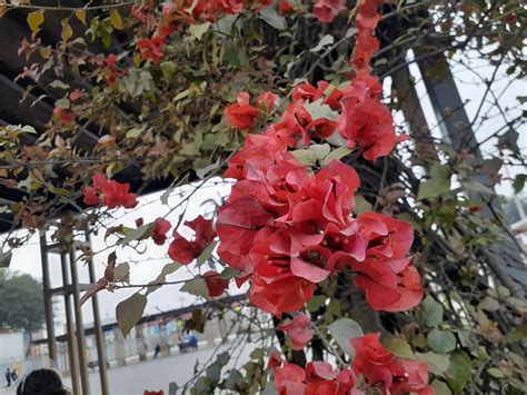 Flores Plantas Foto Gratis En Pixabay Pixabay
