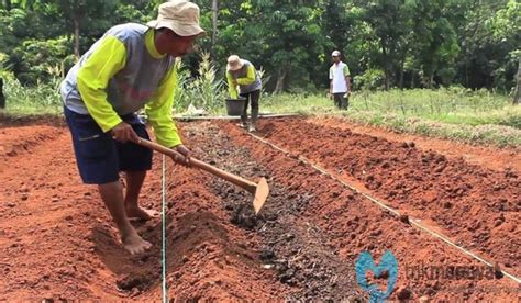 Panduan Cara Budidaya Tanaman Buncis Termudah Bebas Hama Trikmerawat