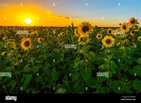 Sunset over sunflower field Stock Photo - Alamy