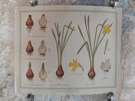 Original Vintage British Macmillan Educational Poster Daffodils Bulb