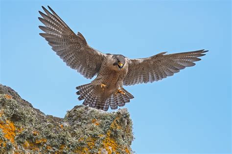 falco pellegrino | JuzaPhoto