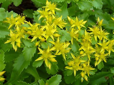 Sedum Aizoon L Aizoon Stonecrop Useful Plants Plntnet Identify