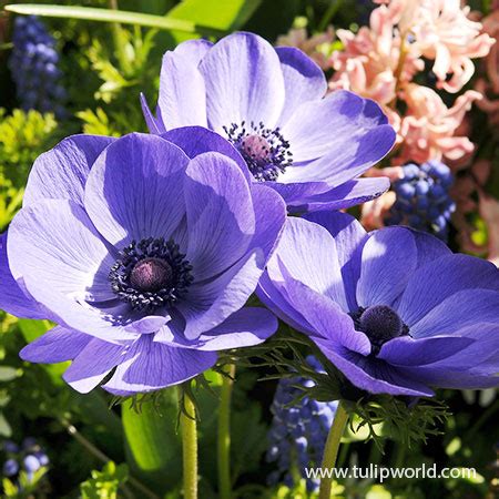 Mr Fokker Anemone | Tulip World | 28154
