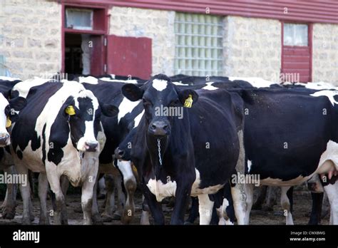 Group Of Black And White Holstein Cows In A Barnyard Stock Photo Alamy