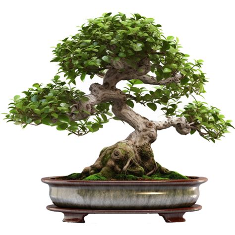 Fukien Tea Tree Bonsai Care Guide Miyagi Bonsai